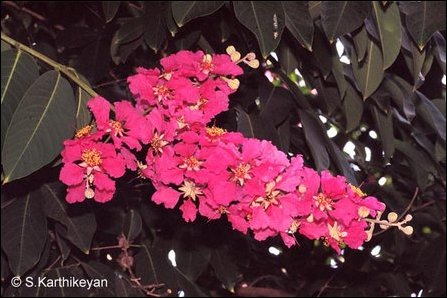 Lagerstroemia flos-reginae