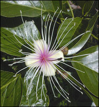 Crataeva religiosa roxburghii