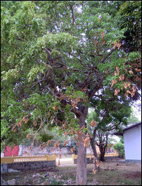 Maavilangkai