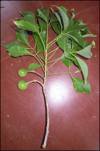 Maavilangkai