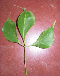 Maavilangkai