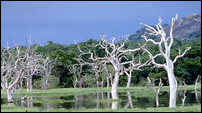 Dead trees