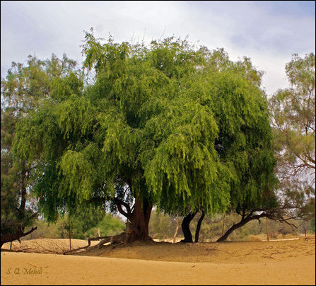 Salvadora persica