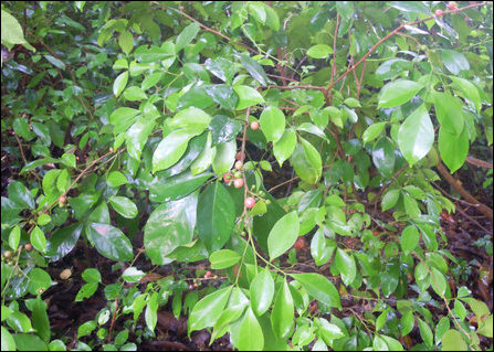 Pannai