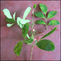 Pannai