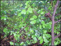 Pannai