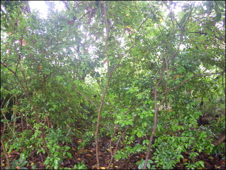Pannai