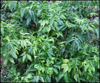 Pannai