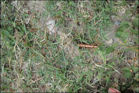 Attack on Uthayan paper office in Jaffna