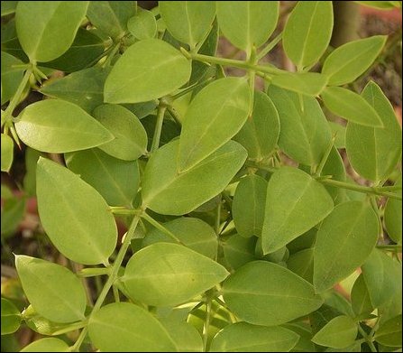 Azima