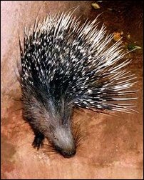 Hystrix indica