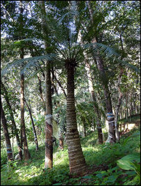 Cycas circinalis
