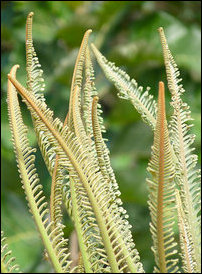 Cycas circinalis