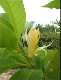 Light yellow Michelia champaca