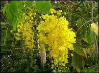 Cassia fistula flower bunches