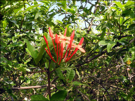 Karaiyaakkan