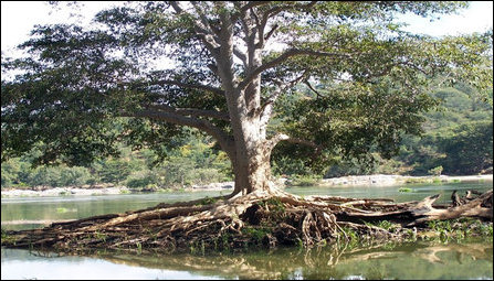 Terminalia arjuna