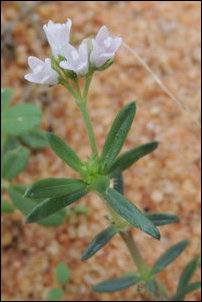 Chaaya-vear, Impoo'ral, Oldenlandia umbellata, Hedyotis umbelatta