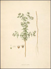 Chaaya-vear, Oldenlandia umbellata, shown with its long root