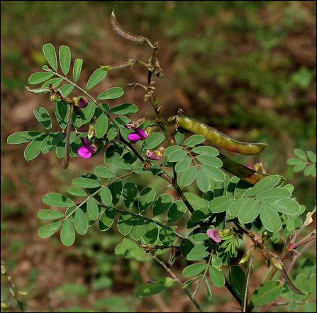 Kozhignchi, Ko'l'luk-kaay-vea'lai, Tephrosia purpuria