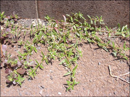 Paappaan-poo'ndu, Kaadduch-chaaya-vear, Oldenlandia corymbosa