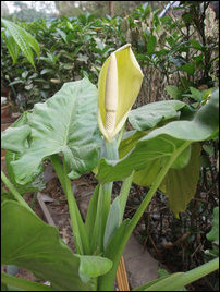 Alocasia macrorrhizos
