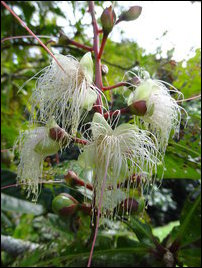 Barringtonia racemosa