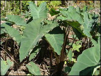 Colocasia antiquorum