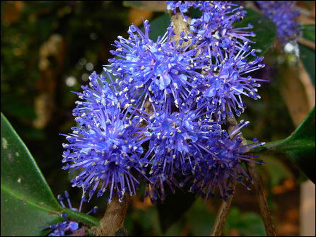 Kaayaa, Memecylon umbellatum