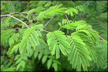 Acacia pennata