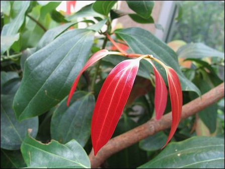 Cinnamomum zeylanicum