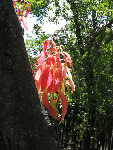 Cinnamomum zeylanicum