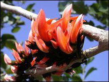 Butea monosperma or Butea frondusa