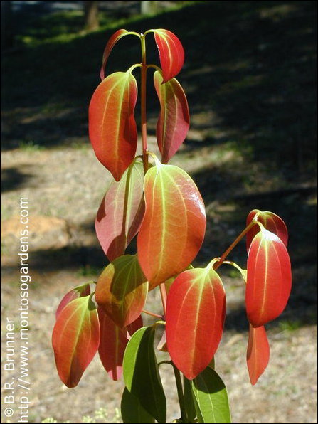 Cinnamomum zeylanicum