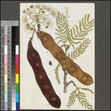 Albizia amara