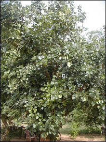 Parasu / Puna-murukku / Butea monosperma/ Butea frondusa