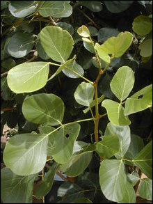 Parasu / Puna-murukku / Butea monosperma/ Butea frondusa