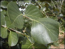 Parasu / Puna-murukku / Butea monosperma/ Butea frondusa