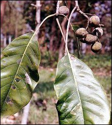 A bunch of leaves and dried fruits of Thaan'ri