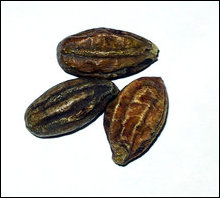 The seeds of Thaan'ri