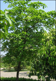 A young Thaan'ri tree