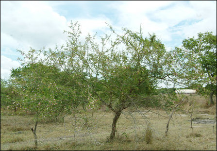Vidaththal, Dichrostachys cinera