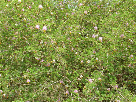 Vidaththal, Dichrostachys cinera