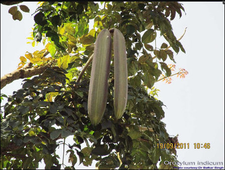 Oroxylum indicum