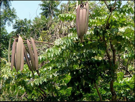 Oroxylum indicum