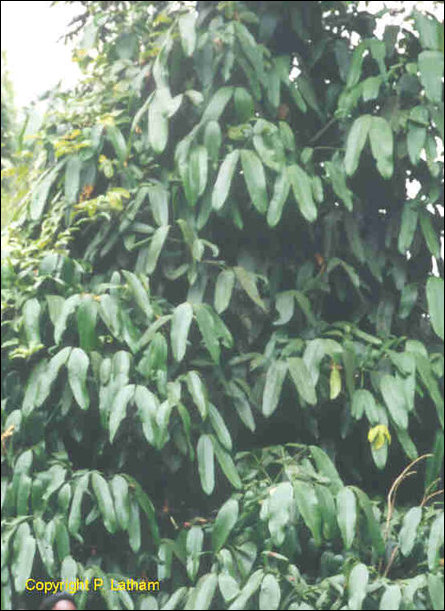 Pachchilai