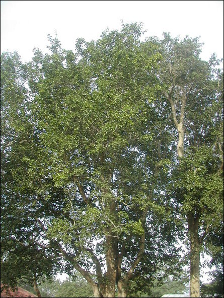 Strychnos nux vomica