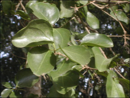 Strychnos nux vomica