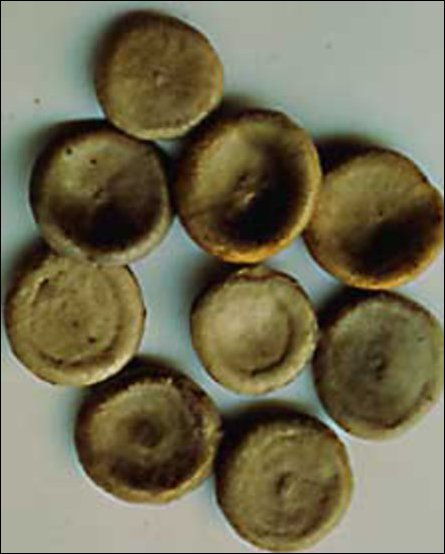 Coin-like seeds of Kaagnchirai