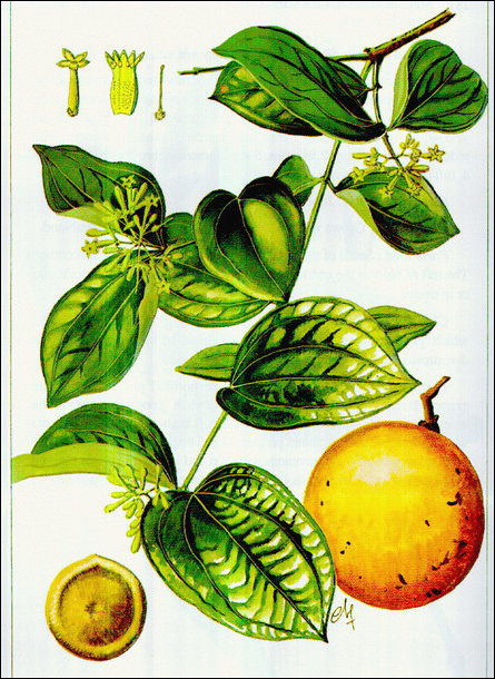 Fruit of Kaagnchirai